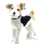 This is Foxy the Fox Terrier with all of his Stieff buddies.