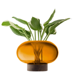 lsa oblate large amber vase with walnut base plant
