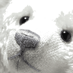 steiff rms teddy