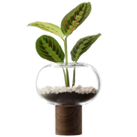 lsa oblate tall clear vase with walnut base plant