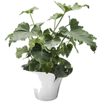 georg jensen bloom botanica large plant pot in use