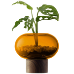 lsa oblate small amber vase with walnut base in use