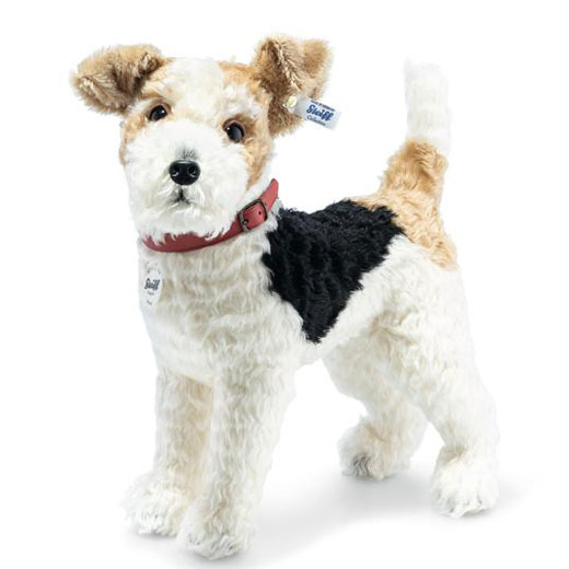 Foxy the Fox Terrier 