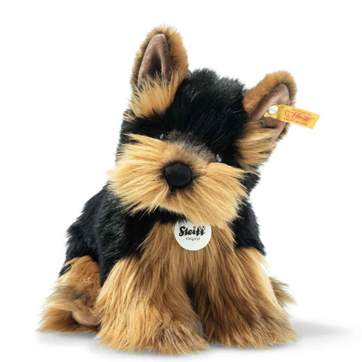 Herkules the Yorkshire Terrier 