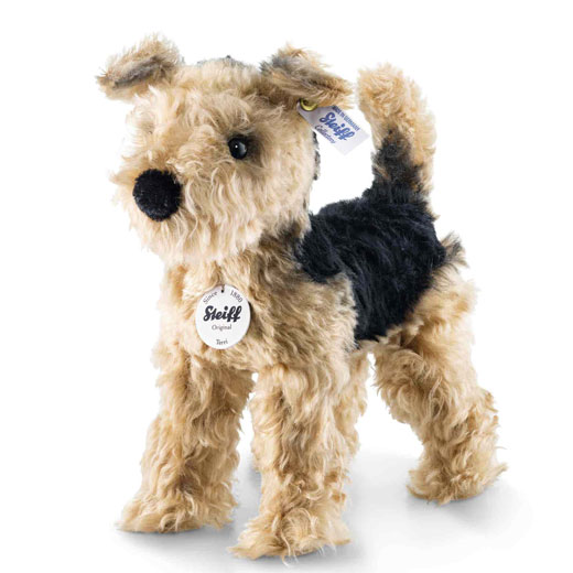 Terri the Welsh Terrier